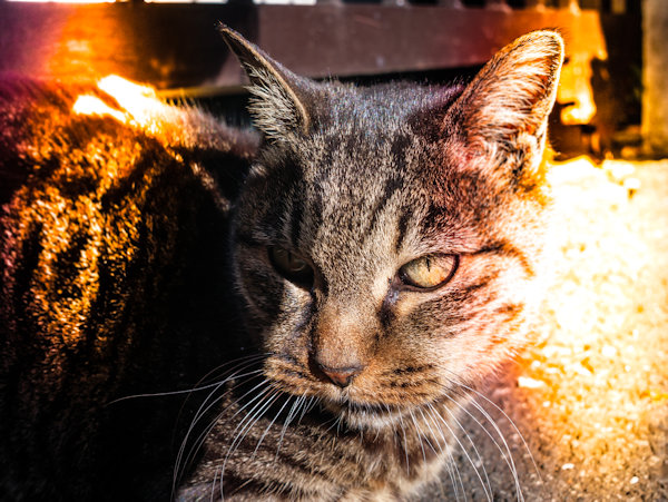 佐藤圭司 Keiji Sato「Tabby Cat_1」