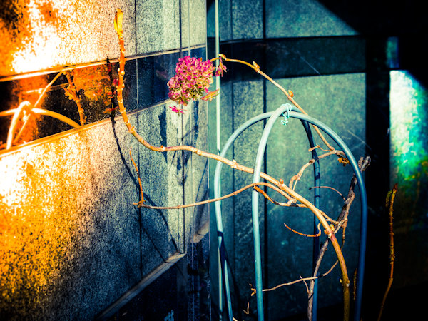 佐藤圭司 Keiji Sato「Tabby Cat_2」