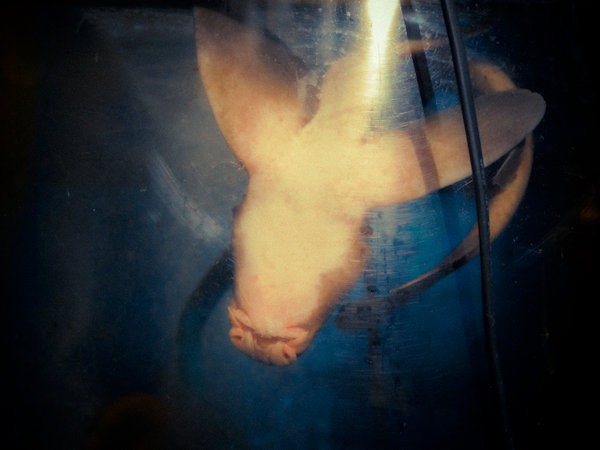 佐藤圭司 Keiji Sato「Tabby Cat_3」